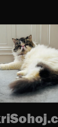 Exotic Adult Female Cat (imported)